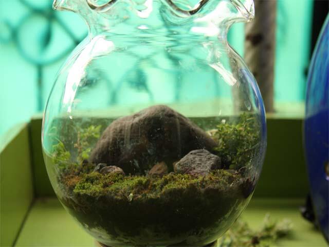 (Share) Terrarium