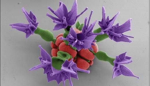 Bunga-bunga cantik yang berukuran mikroskopis