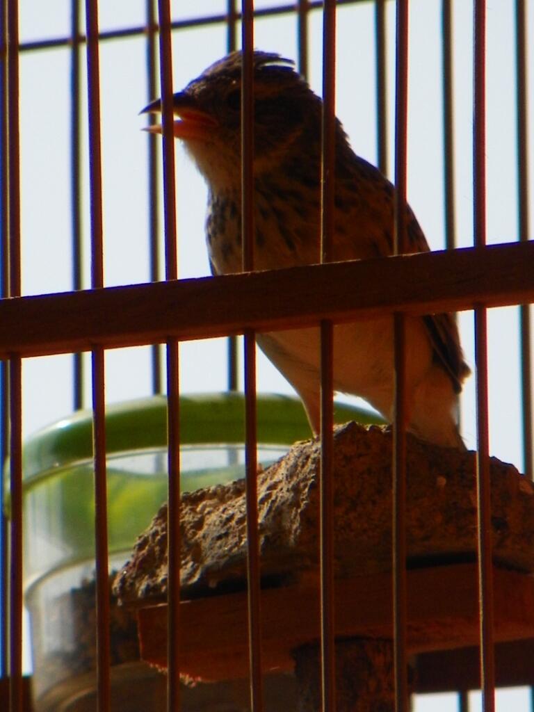 ۞★★★ Ajang Barter Burung ★★★۞ - Page 26  KASKUS