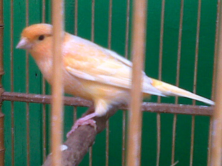Kenari AF, GACOR