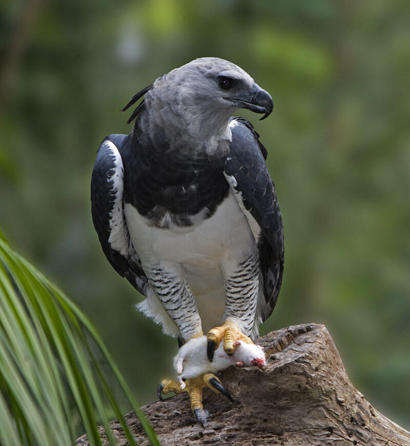&quot;Elang Harpy&quot; Elang terkuat di Dunia