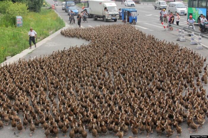 ~๑WOW ! Ketika 5000 Bebek Menguasai Jalan Raya.๑~