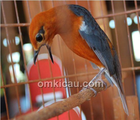 Terapi minyak ikan agar bulu burung mulus selepas ngurak