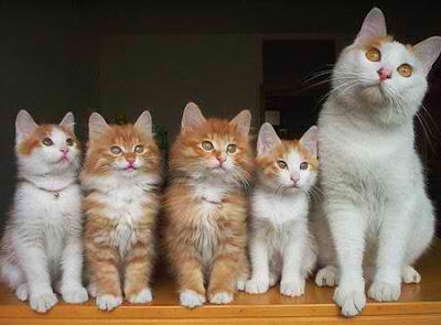Kucing-kucing Lucu Saat si Foto