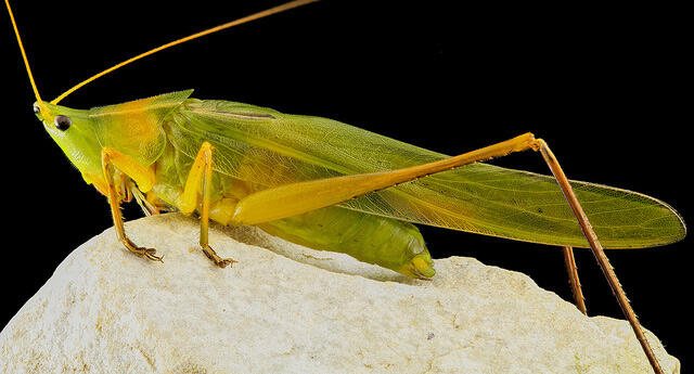 Keindahan Fauna dalam Jepretan Makro