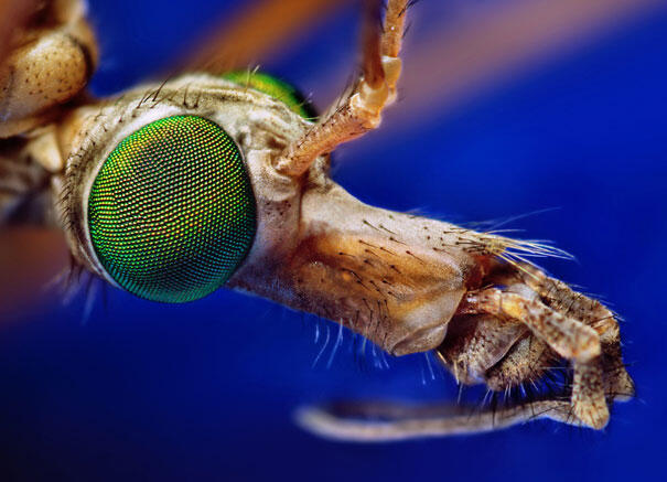 Keindahan Fauna dalam Jepretan Makro