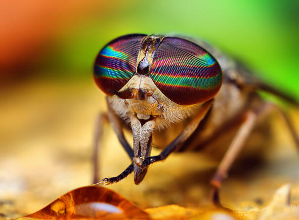 Keindahan Fauna dalam Jepretan Makro