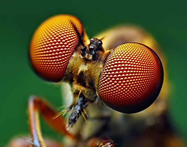 Keindahan Fauna dalam Jepretan Makro