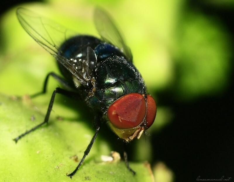 Keindahan Fauna dalam Jepretan Makro