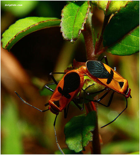 Keindahan Fauna dalam Jepretan Makro