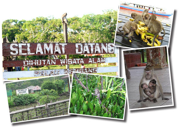 Asal-Usul Pulau Kambang dan Kera Penghuninya