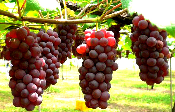 Atasi Masalah Minus Pada Mata Agan Dengan Kombinasi Jus Buah Ini! Efektif &amp; Enak Lho!