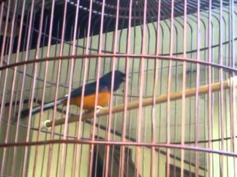 murai batu medan asli