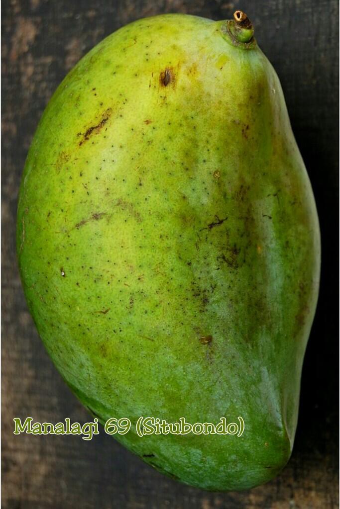 Bibit Mangga Garifta "Merah", "Orange", dan Mangga Unggul