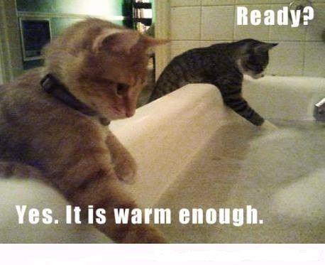 Mandi Kucing