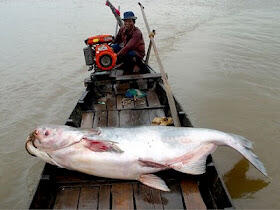 nih gan 9 Monster Sungai yang Hidup di Perairan Dunia