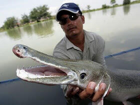 nih gan 9 Monster Sungai yang Hidup di Perairan Dunia