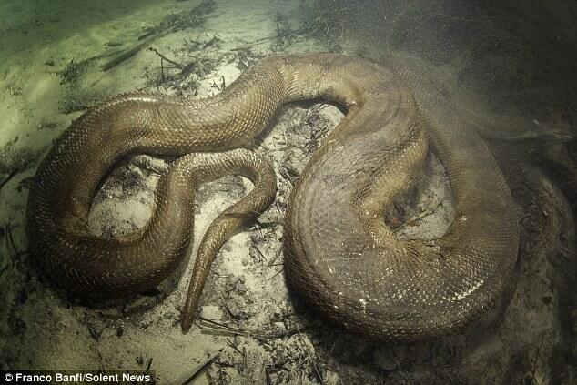 Penyelam Temukan Anaconda Super Besar di Brazil