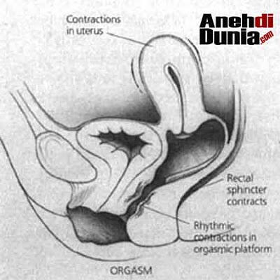 Proses Orgasme Pada Wanita Secara Ilmiah