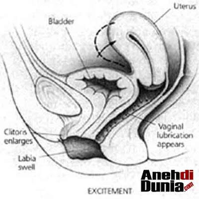 Proses Orgasme Pada Wanita Secara Ilmiah
