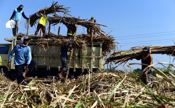 [Sikat Importir Nakal] Hatta Rajasa Melindungi Para Petani Tebu Lokal 