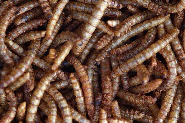 MEREKA DOYAN BANGET MAKAN SERANGGA (MAKANAN EXTREM GAN )