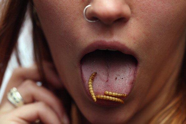 MEREKA DOYAN BANGET MAKAN SERANGGA (MAKANAN EXTREM GAN )