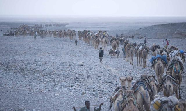 Kisah para pencari garam di tengah panasnya gurun Ethiopia