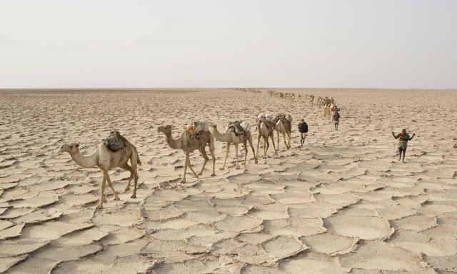Kisah para pencari garam di tengah panasnya gurun Ethiopia