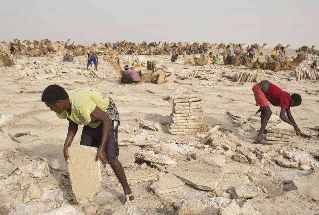Kisah para pencari garam di tengah panasnya gurun Ethiopia