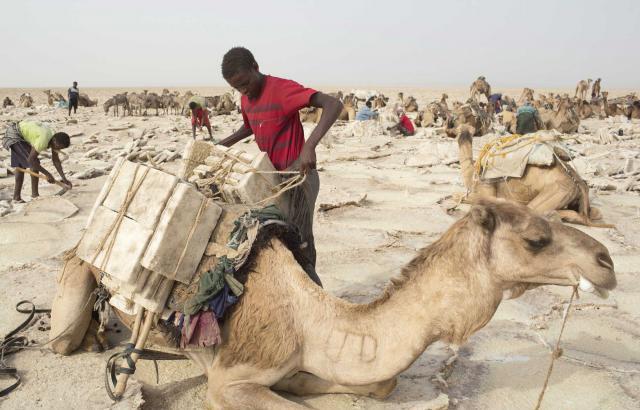 Kisah para pencari garam di tengah panasnya gurun Ethiopia