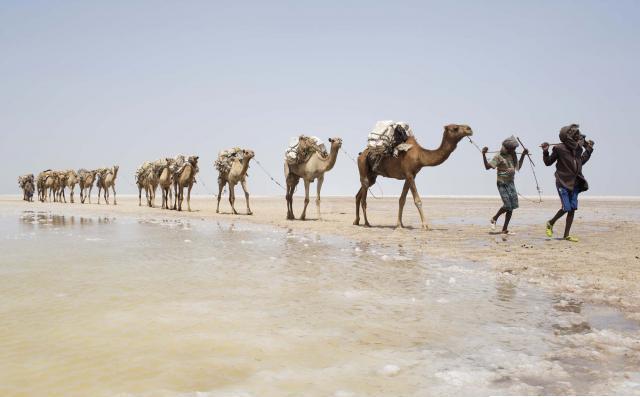 Kisah para pencari garam di tengah panasnya gurun Ethiopia