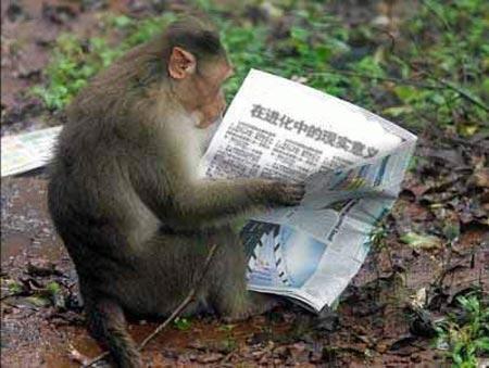 Gan, Tolong bantu Monyet ini ! !