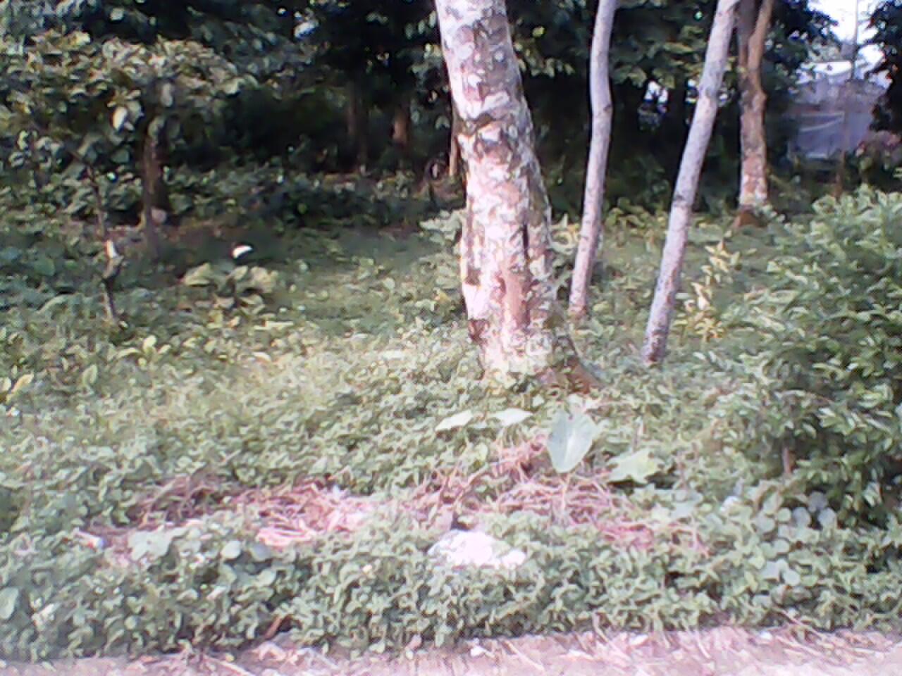 Tanah Murah di Bogor