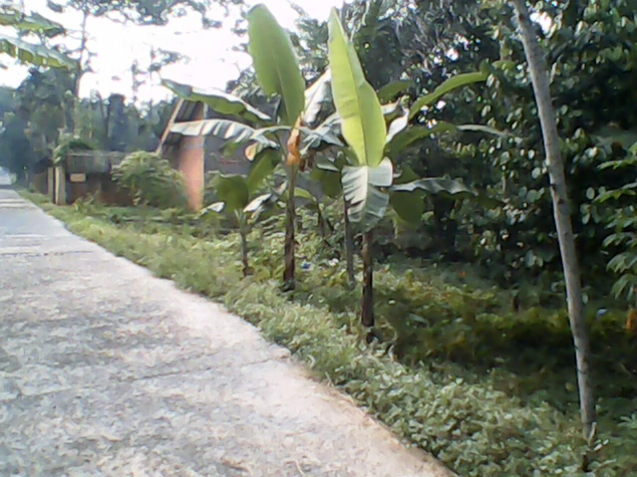 Tanah Murah di Bogor