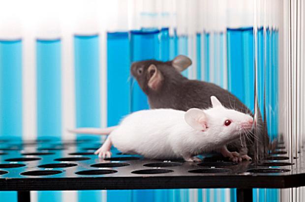 &#91;Kisah Inspiratif&#93; Kisah dua ekor tikus