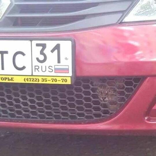 &#91;TEBAKAN&#93; GAN COBA CARI GAMBAR KUCING DARI PHOTO INI