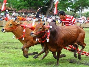 Jenis-Jenis Sapi di Dunia