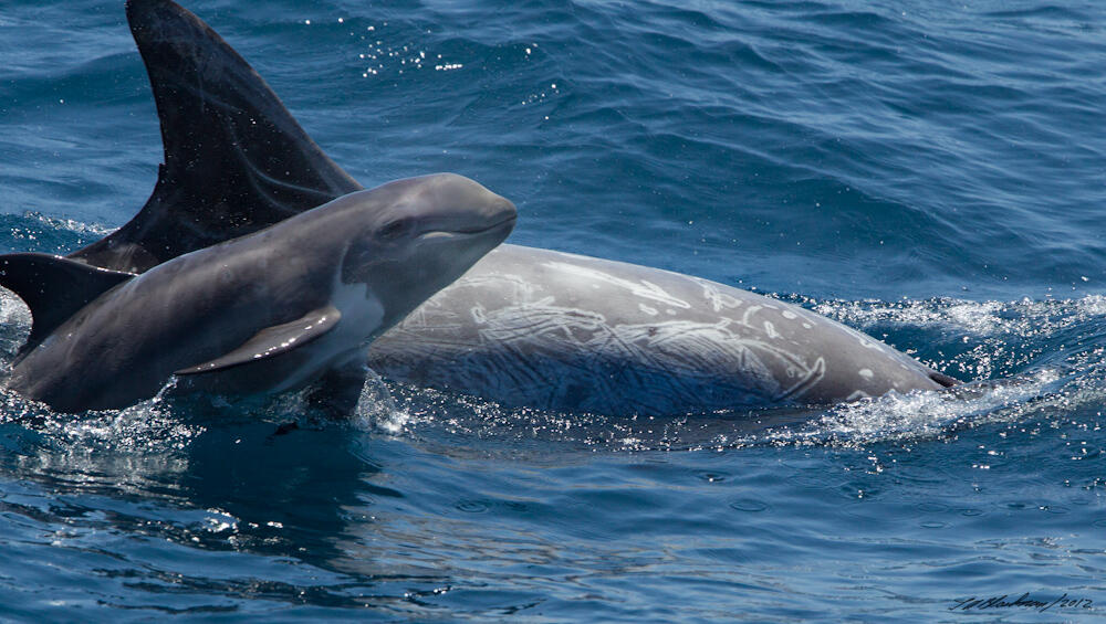 Mengenal Jenis Lumba-Lumba (Dolphin) Dari Seluruh Dunia