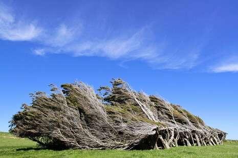 Hutan dengan pepohonan yang semuanya tumbuh miring