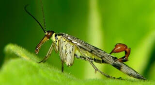 Mimpi Buruk Bagi Insectophobia, Lalat Berekor Kalajengking