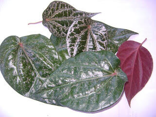 Daun lokal rasa import 1000 kasiat