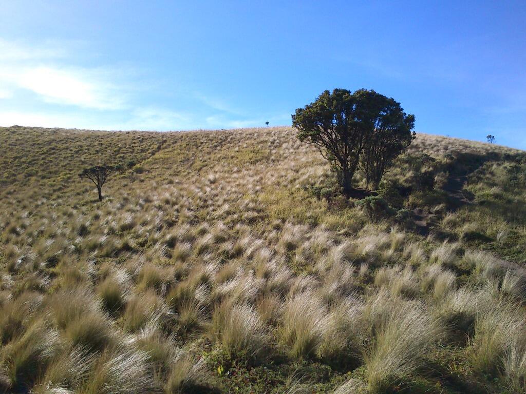 Merbabu 3142 mdpl (What a Beautiful Indonesia!)