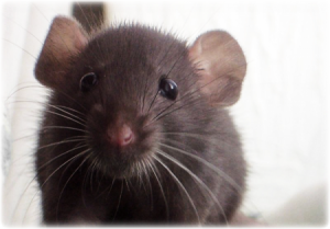 Wow, Tikus Sebenarnya Baik Hati dan Pemurah 