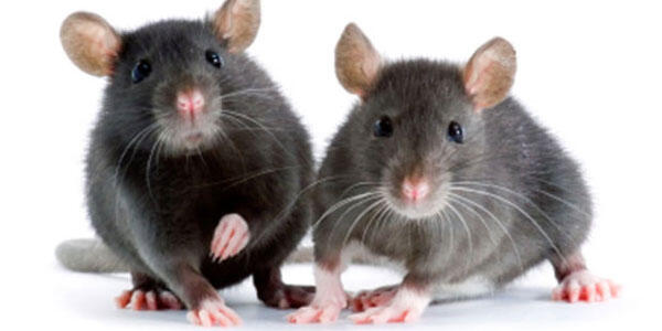 Wow, Tikus Sebenarnya Baik Hati dan Pemurah 