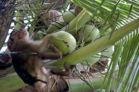 Inilah Kisah MONYET Menjadi TULANG PUNGGUNG KELUARGA !!