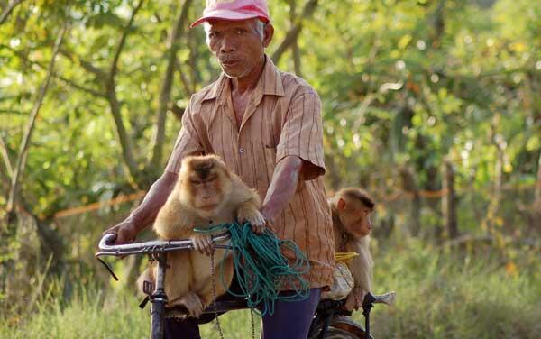 Inilah Kisah MONYET Menjadi TULANG PUNGGUNG KELUARGA !!