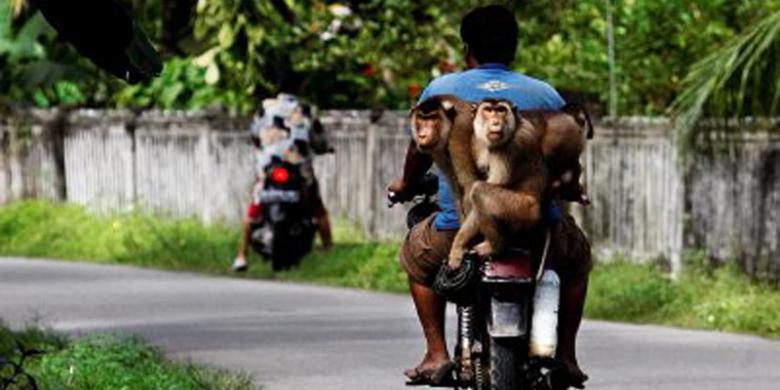 Inilah Kisah MONYET Menjadi TULANG PUNGGUNG KELUARGA !!