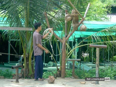 Inilah Kisah MONYET Menjadi TULANG PUNGGUNG KELUARGA !!