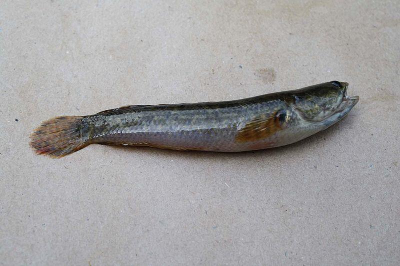 Ikan sungai lokal 
